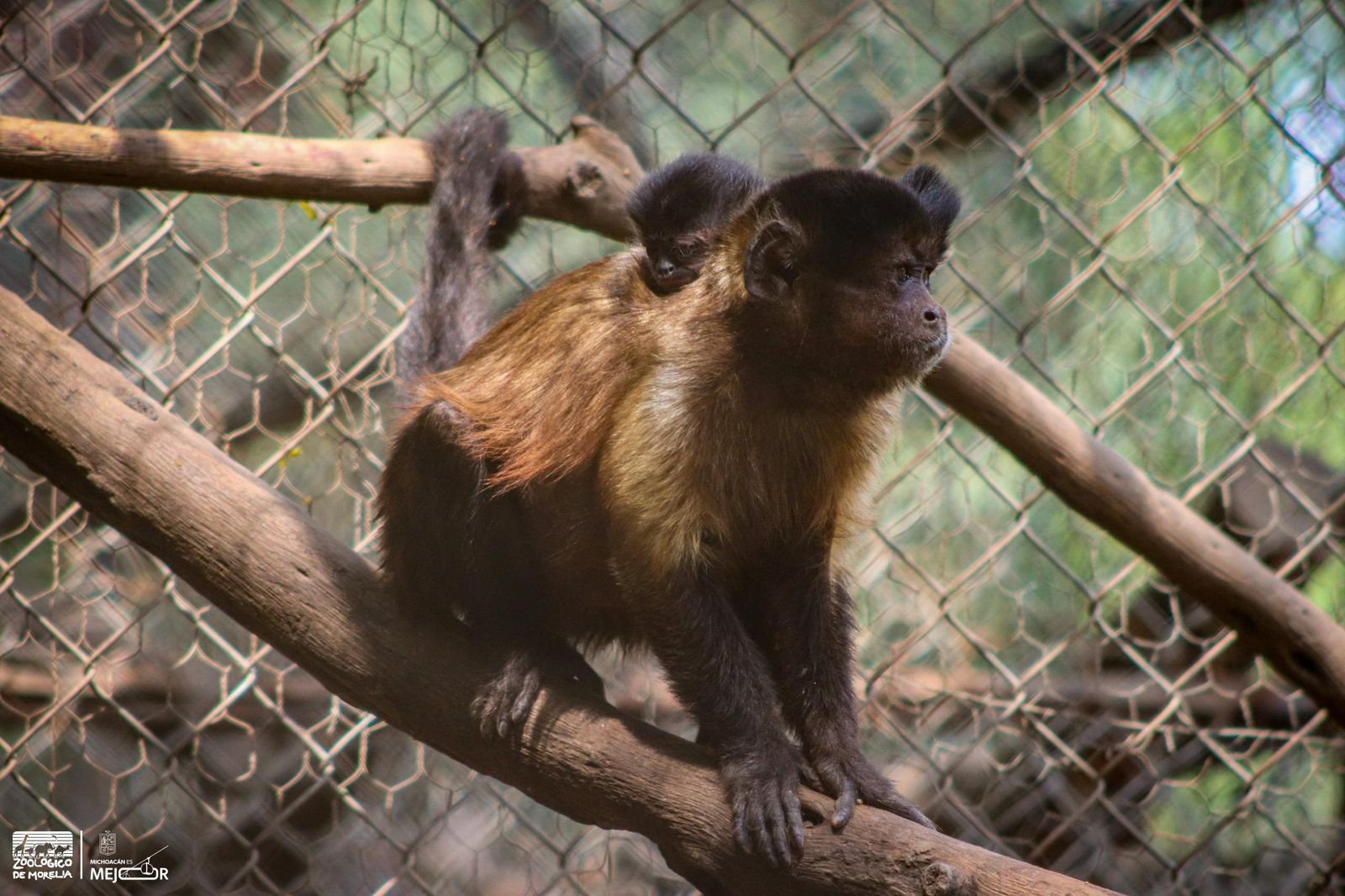 Celebra Zoológico de Morelia el nacimiento de una tierna cría de mono capuchino