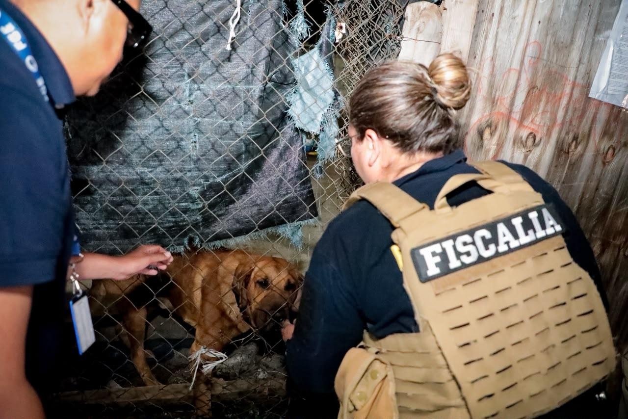 FGE rescata a ejemplar canino durante cateo por posible maltrato animal en Morelia