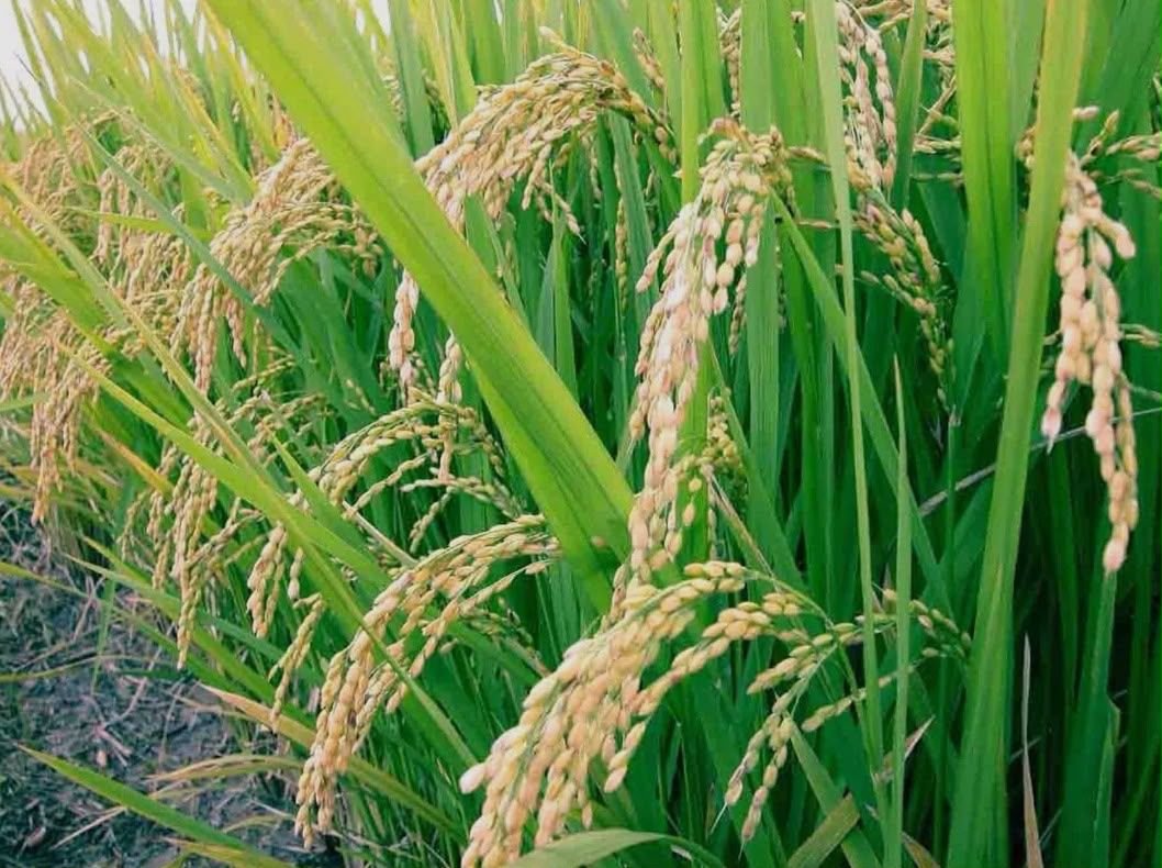 Garantizados los incentivos para productores de trigo y arroz en Michoacán