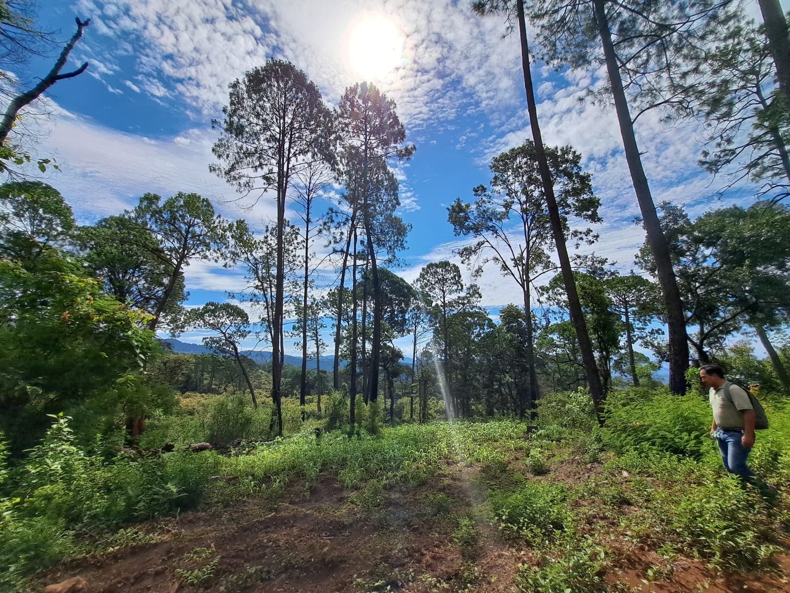 En Michoacán, más de 212 mil hectáreas protegidas; hay nueva área de conservación en Tancítaro En Michoacán, más de 212 mil hectáreas protegidas; hay nueva área de conservación en Tancítaro