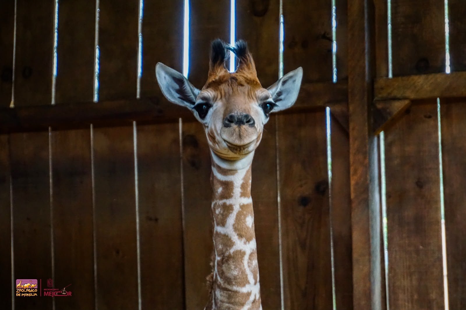 Nace jirafa en el zoológico de Morelia