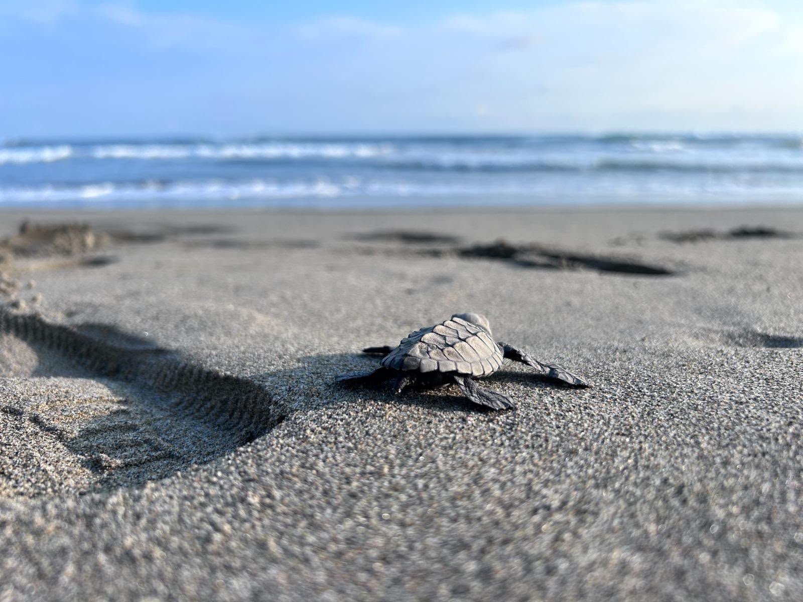 Nacen las primeras crías de tortuga marina tras el paso de los huracanes en costas michoacanas Nacen las primeras crías de tortuga marina tras el paso de los huracanes en costas michoacanas