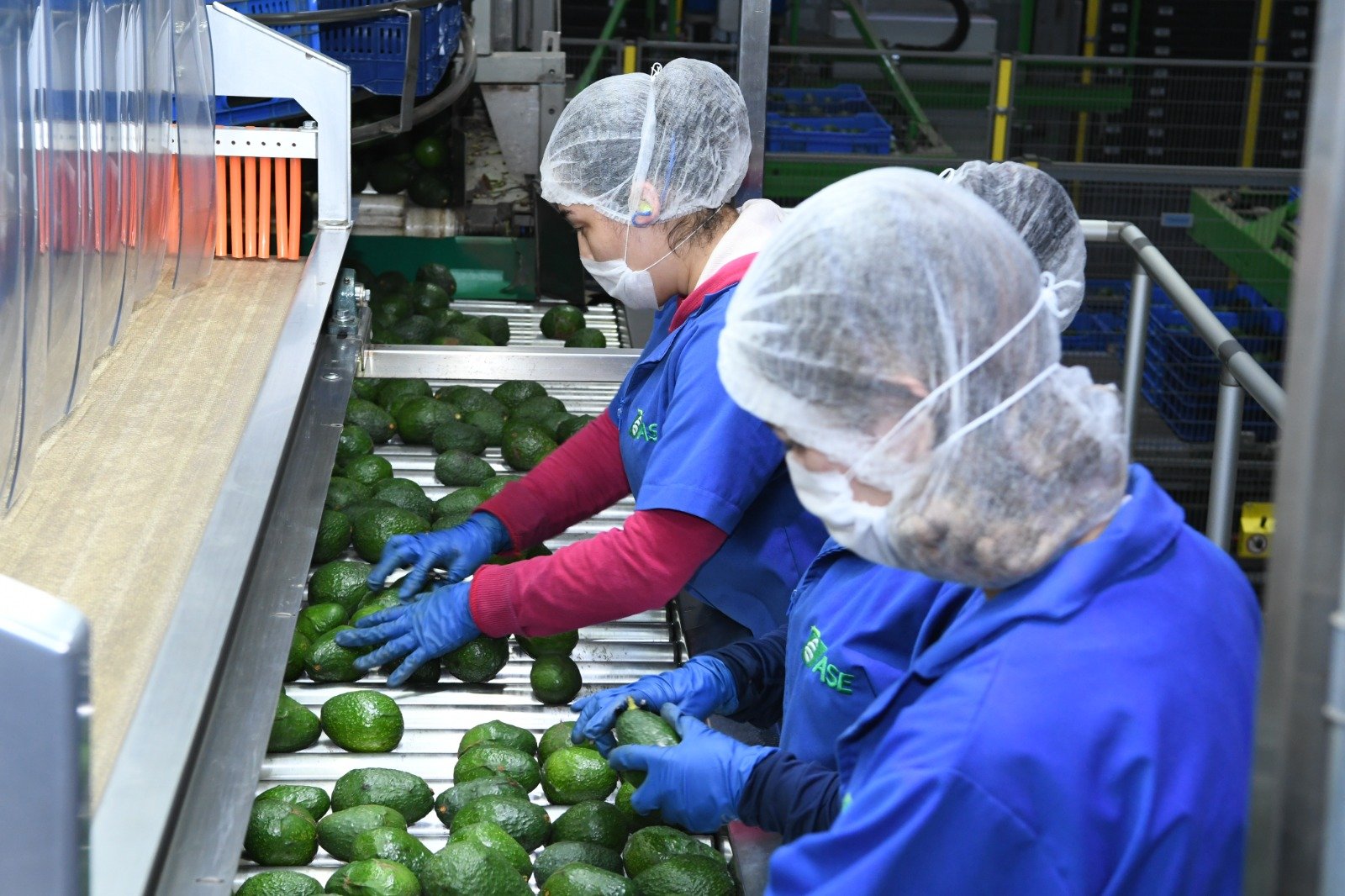 Certificado Laboral para la Agroexportación protege derechos de jornaleros del aguacate: Sedeco