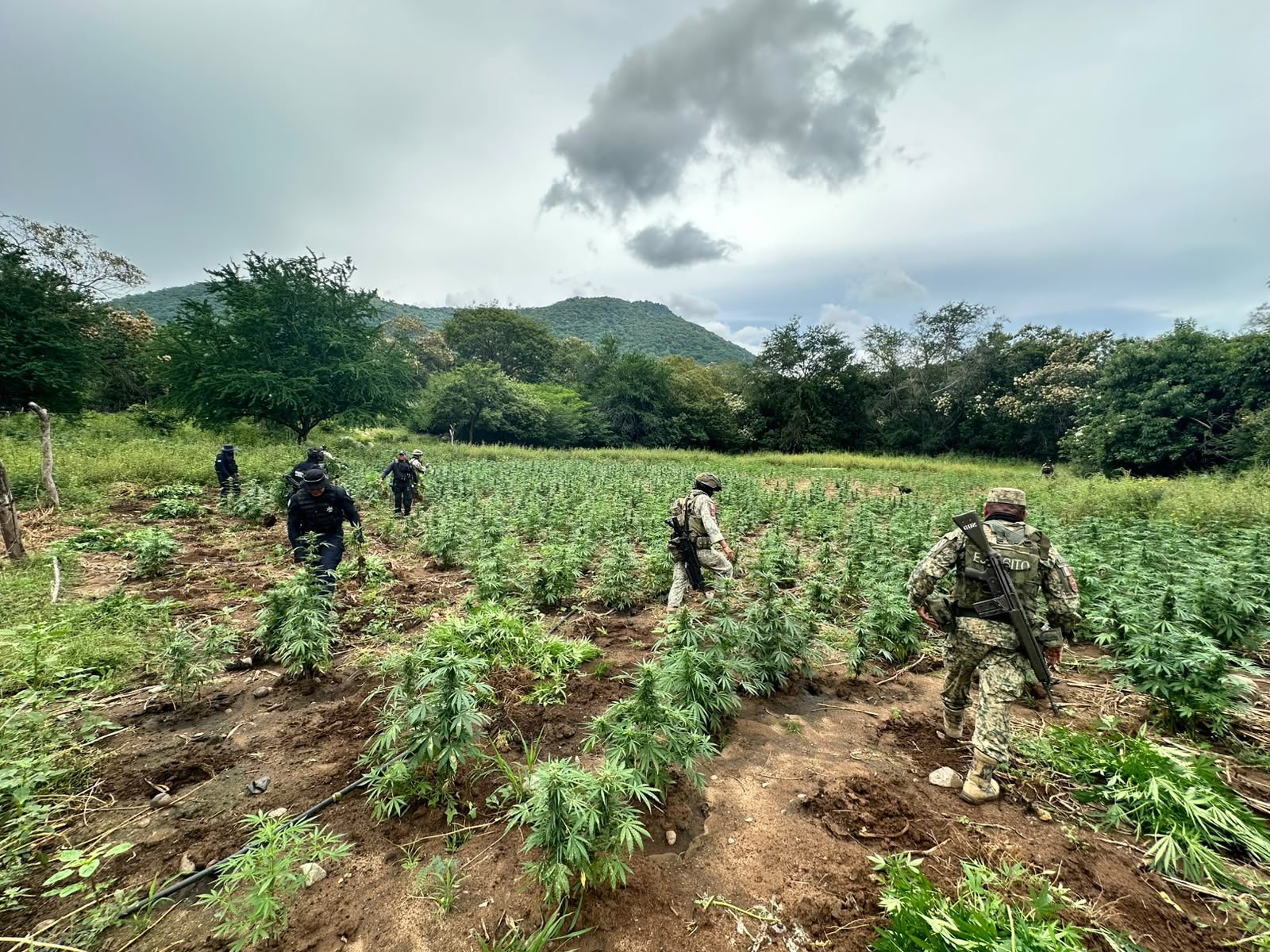 SSP y Defensa destruyen cerca de 96 mil plantas de mariguana en Huetamo SSP y Defensa destruyen cerca de 96 mil plantas de mariguana en Huetamo