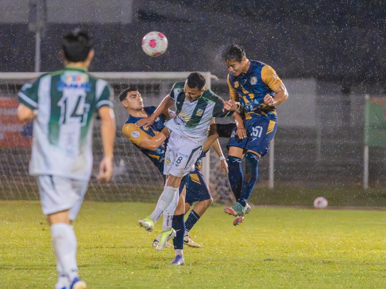 Zorros mantienen su paso perfecto Zorros mantienen su paso perfecto