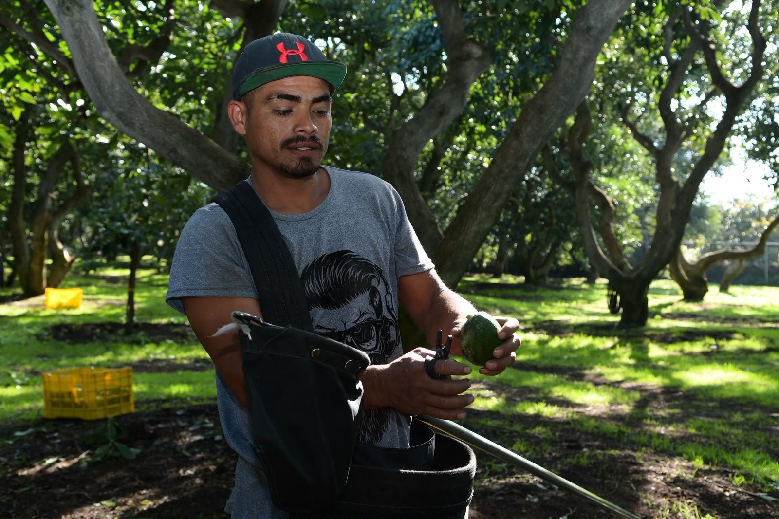 Productores de aguacate no están obligados a tramitar el certificado laboral; corresponde a exportadores