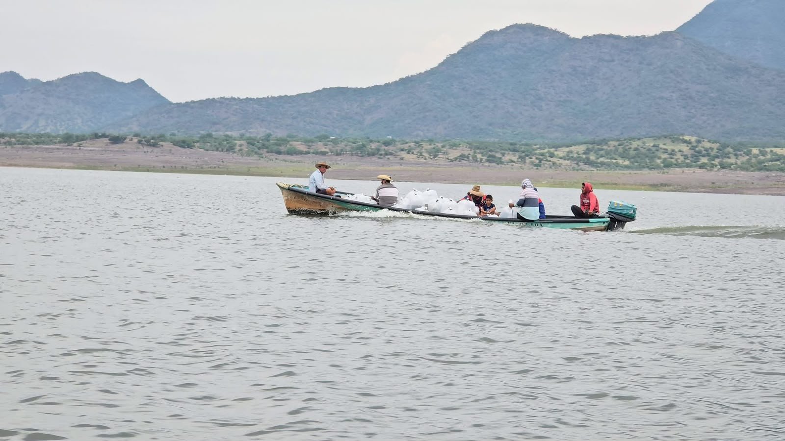 Compesca dona 100 mil crías de tilapia para fortalecer la producción acuícola en Churumuco